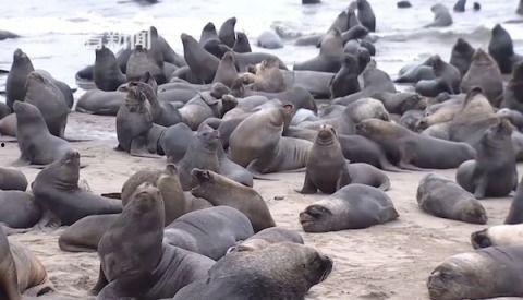 智利哺乳视频,探秘神秘哺乳动物的生态世界