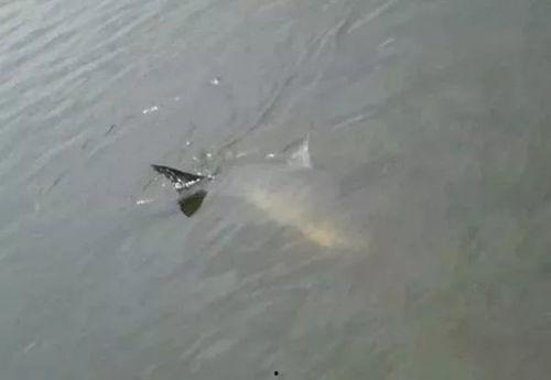 青鱼吃饵视频,揭秘水中猎手的捕食技巧