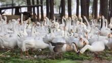 养鹅视频