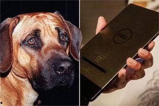 群狗配种高清视频直播,揭秘动物繁育瞬间