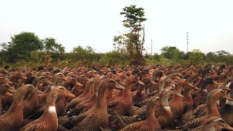 鸭子视频大全搞笑视频,鸭子视频大全搞笑集锦