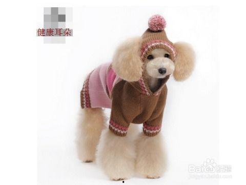 泰迪耳朵怎么清理视频,泰迪狗狗耳朵清洁视频教程